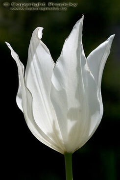 Autor: Ilona 
Název: Tulipán
