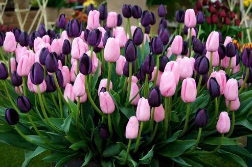 Autor: Marta Skamenova
Název: tulipany