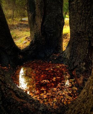 Autor: Jitka Vinterová
Název: studánka...