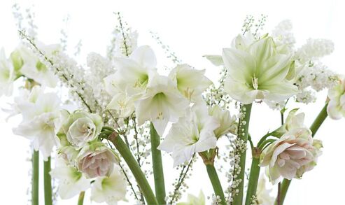 Autor: Marta Skamenova
Název: amaryllis