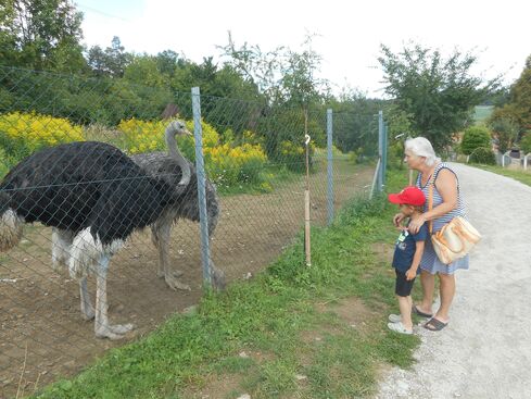 Autor: Zdeněk Polanský
Název: zoo park hrádeček u pštrosů 