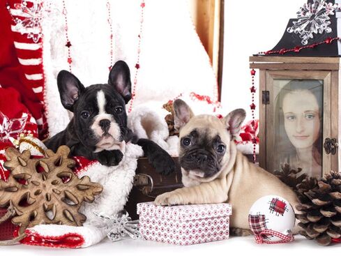 Autor: Anna Hájková
Název: mops