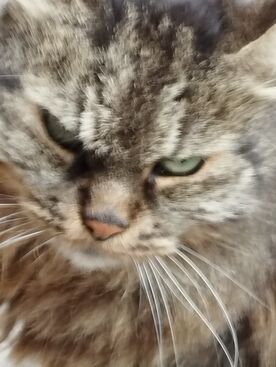 Autor: Iva
Název: Mamince