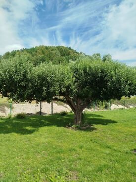 Autor: Iva
Název: Mamince