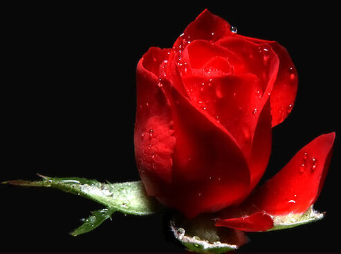 Ladislav Pol st. - otec